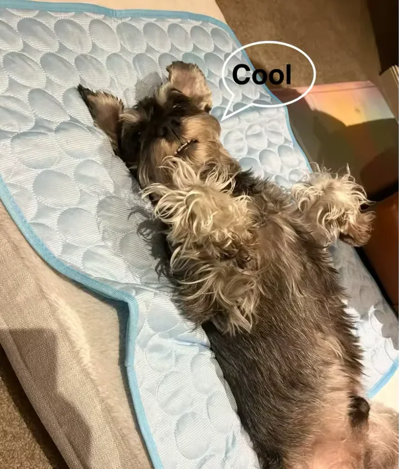 Schnauzer liggend op een Frimouf koelmat