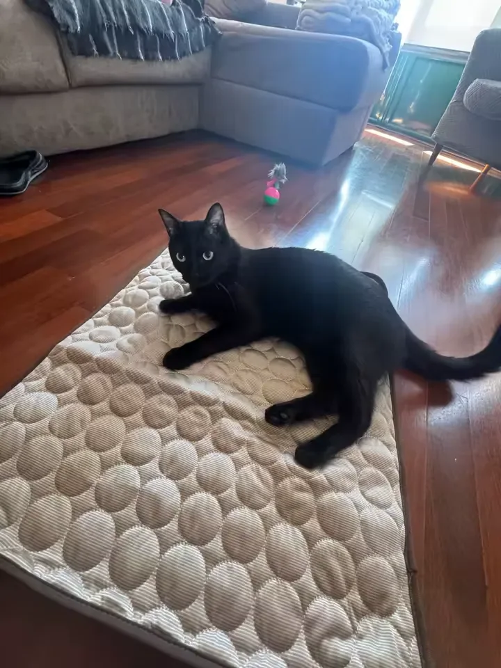 Zwarte kat op een Frimouf koelmat
