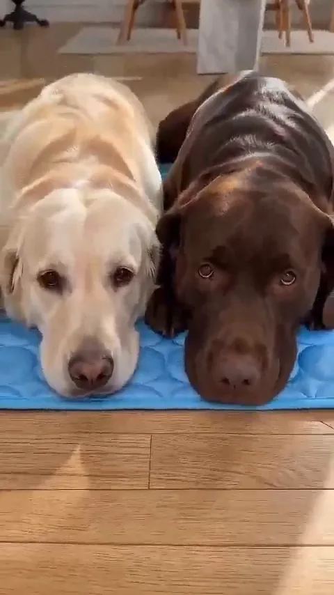 Twee labradors liggen binnen op de blauwe koelmat